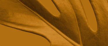 Güzelliğin geleceği; Susuz güzellik